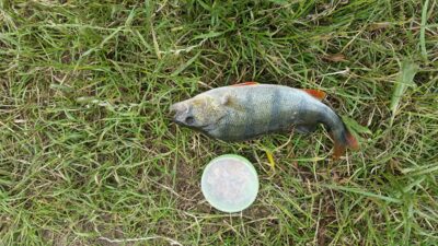 Ešerys, 0,4 kg — ATMATA