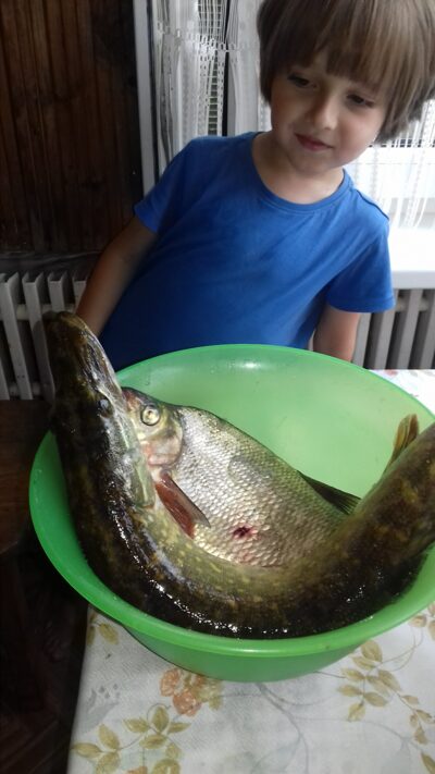 Lydeka, 1,0 kg
