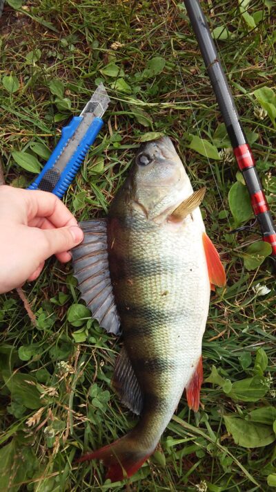 Ešerys, 0,8 kg