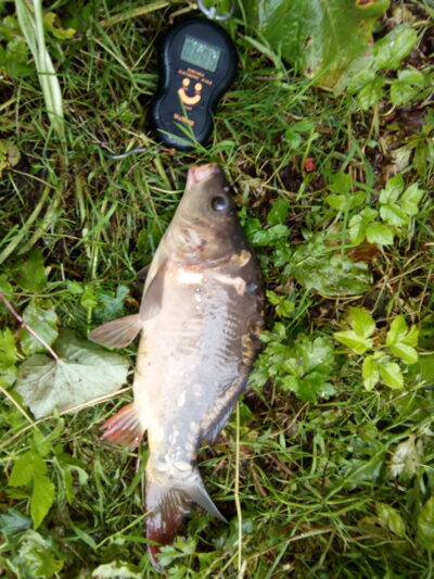 Paprastasis karpis, 0,8 kg — Kelpšaičių