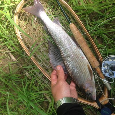 Kiršlys, 0,7 kg