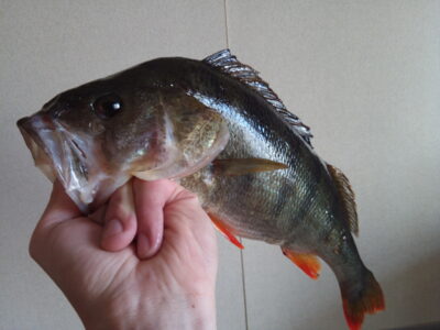 Ešerys, 1,0 kg