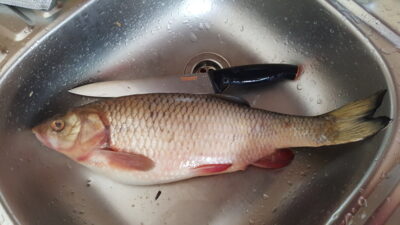 šapalas, 1,2 kg