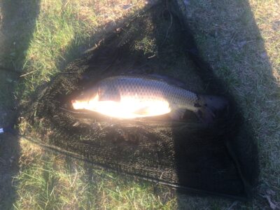 Paprastasis karpis, 5,9 kg