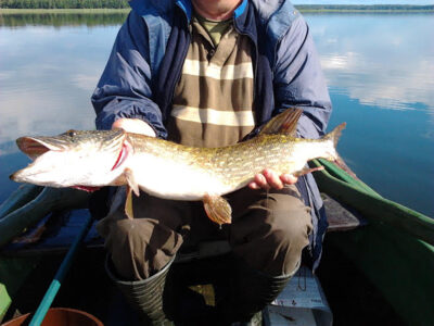 Lydeka, 2,9 kg — Kretuonas
