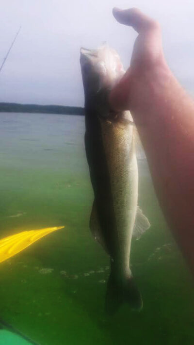 Starkis, 0,6 kg — Kauno marių