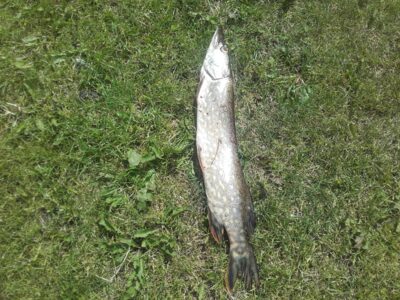Lydeka, 0,8 kg — Gėlys
