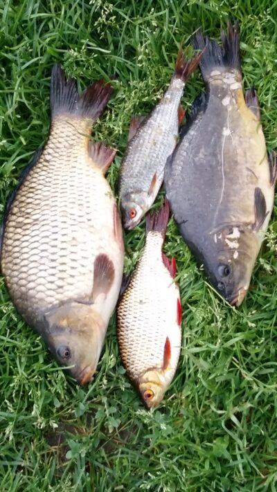 Paprastasis karpis ×2 — Žąslių