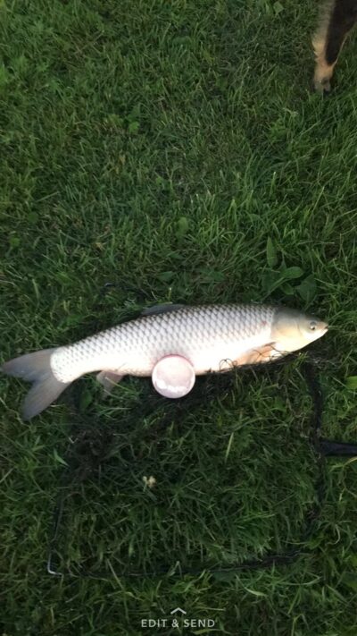 Baltasis amūras, 4,1 kg