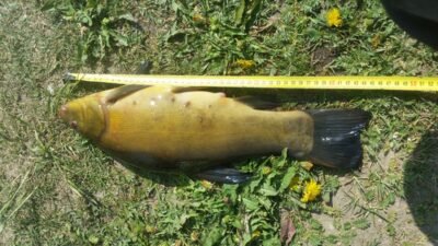 Lynas, 1,5 kg