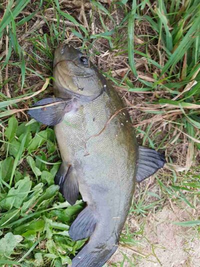 Lynas, 2,7 kg