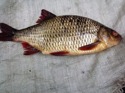 Paprastoji raudė, 0,4 kg