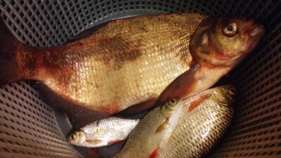 Karšis, 1,0 kg