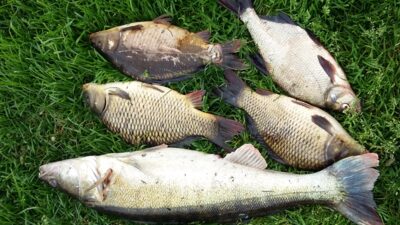 Starkis, 3,2 kg — Žąslių