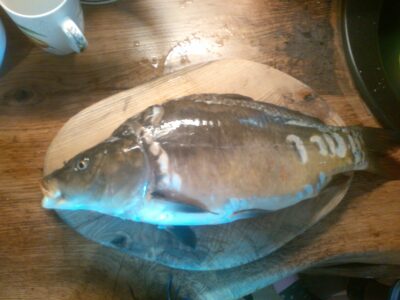 Paprastasis karpis, 2,5 kg