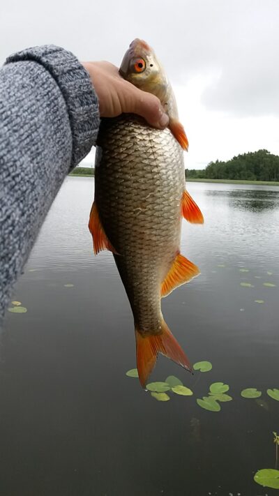 Paprastoji kuoja, 0,8 kg