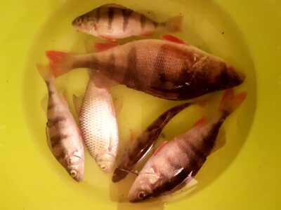 Ešerys, 0,3 kg
