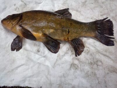 Lynas, 1,4 kg — Maldenių