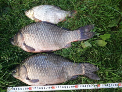 Sidabrinis karosas, 1,6 kg — Šaukėnų I-asis