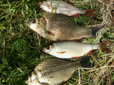 Sidabrinis karosas ×2