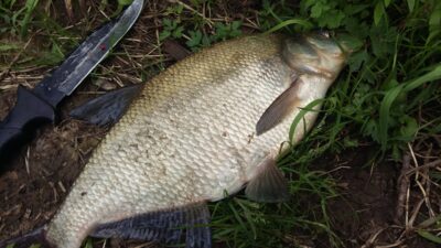 Karšis, 1,3 kg — Nemunas