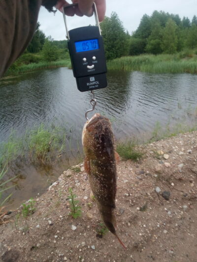 Ešerys, 0,5 kg