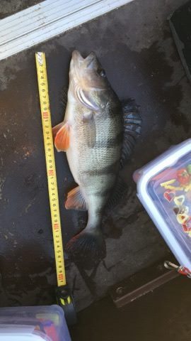 Ešerys, 0,8 kg