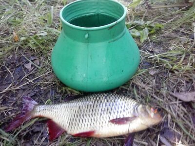 Paprastoji raudė, 0,4 kg