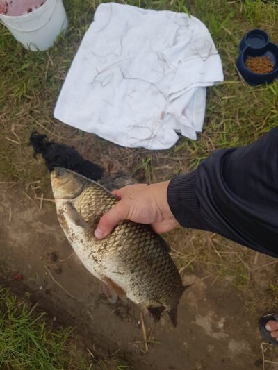 Juodasis amūras, 1,0 kg