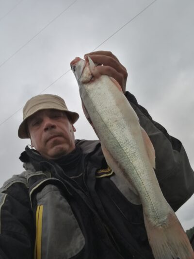 Starkis, 1,5 kg — Kuršių