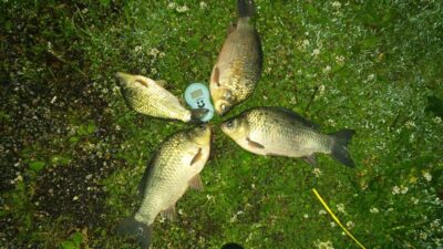 Sidabrinis karosas, 1,1 kg — Sartai
