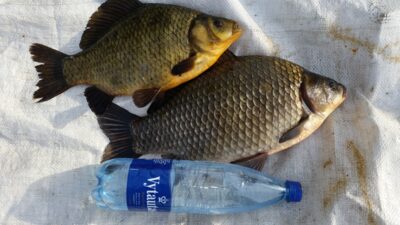 Sidabrinis karosas ×2 — Aukštųjų Kaplių