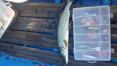 Lydeka, 0,7 kg — Jauriukas