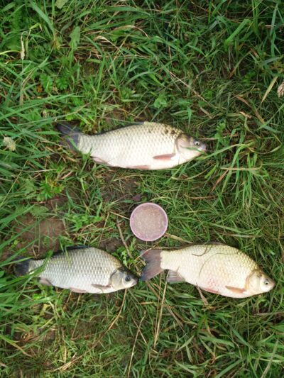 Sidabrinis karosas, 0,7 kg — Garliavos I-asis