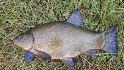 Lynas, 2,1 kg — Klaipėdos