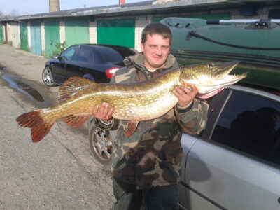 Lydeka, 16,5 kg — Leitė