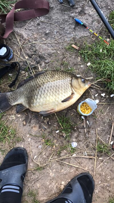 Sidabrinis karosas, 2,7 kg — Daubarių