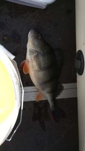 Ešerys, 0,6 kg