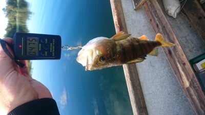 Ešerys, 0,5 kg