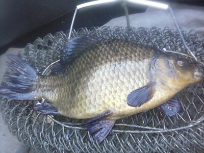 Auksinis karosas, 1,1 kg