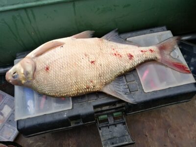 Karšis, 1,2 kg — Kuršių