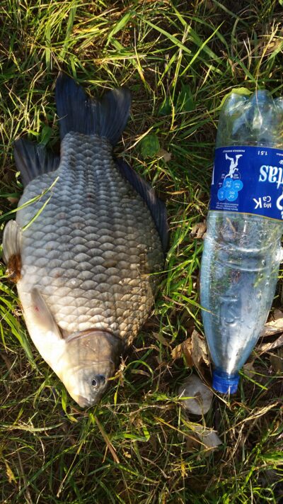Sidabrinis karosas, 1,2 kg