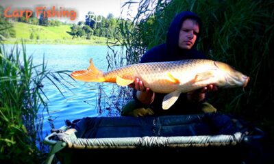 Paprastasis karpis, 14,2 kg