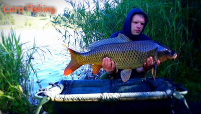 Paprastasis karpis, 14,2 kg