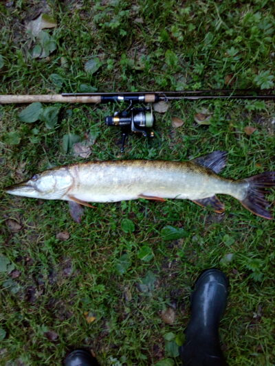 Lydeka, 3,5 kg — Dūkštas
