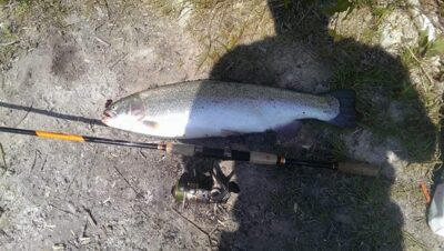 Vaivorykštinis upėtakis, 4,5 kg