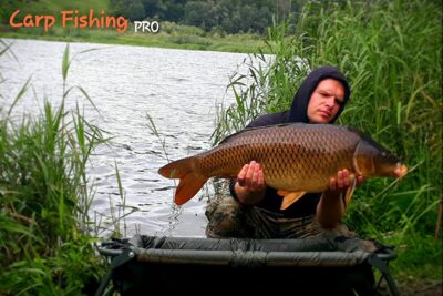Paprastasis karpis, 14,4 kg