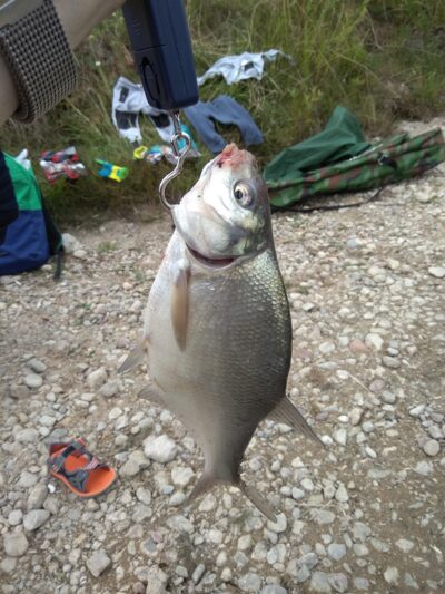 Karšis, 0,5 kg — Bubių