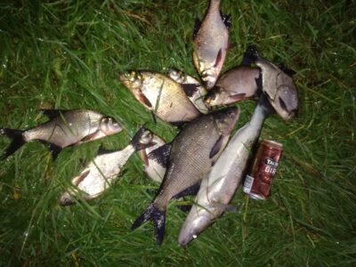 Starkis, 1,6 kg