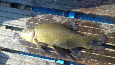Lynas, 0,9 kg — Jauriukas